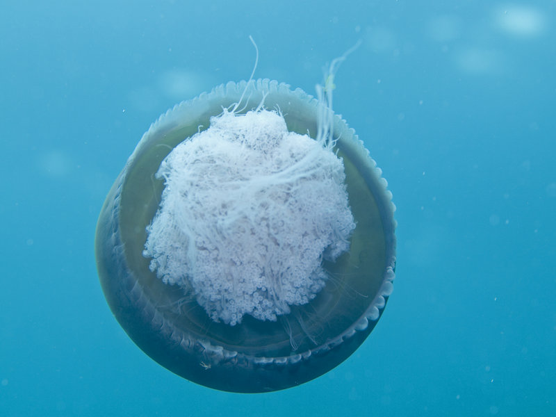 Jellyfish, Ko Bida